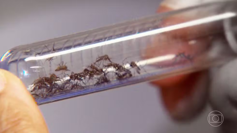 Brasil registra recorde de casos de dengue.  Foto: TV Globo/Reprodução