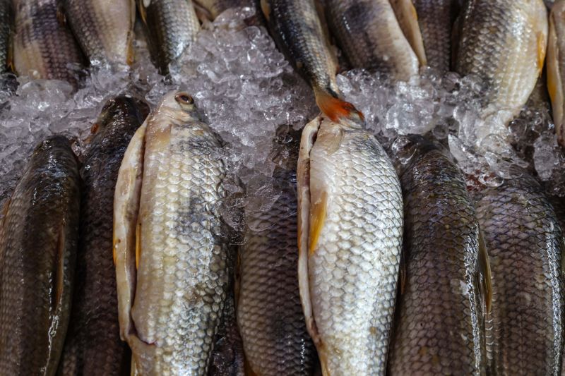 Os dados do IBGE alusivos ao período 2021/2022 mostram que o Pará produziu 14.269.401 quilos de pescado - Foto: Marcelo Seabra / Agência Pará