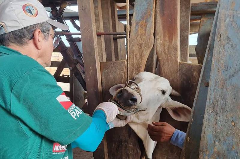 Foto: Divulgação / Agência Pará