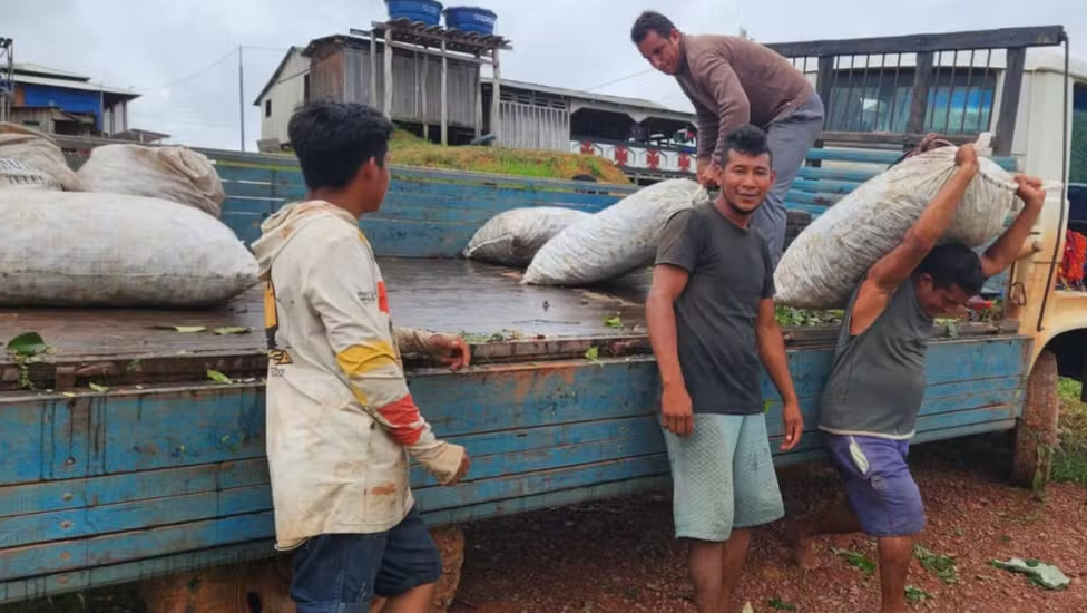 Cooperados trabalhando no transporte de castanhas - Foto: Divulgação