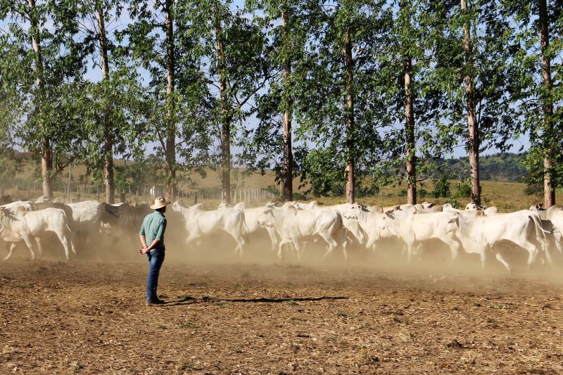 Foto: Divulgação / Agência Pará