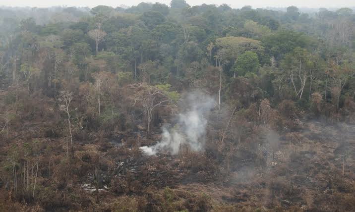 Pulmões em perigo. Queimadas na Amazônia - Foto: internet